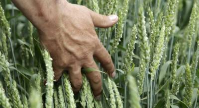 Украинские аграрии собрали первые 100 тысяч тонн зерна нового урожая