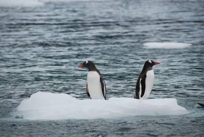 Ученые обнаружили, что глобальное потепление улучшило жизнь пингвинов в Антарктиде