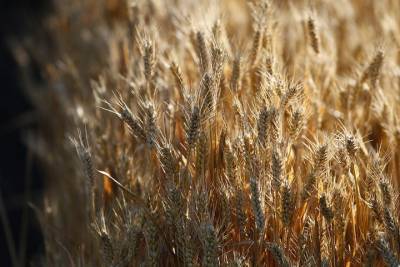 На Кубани начали убирать пшеницу