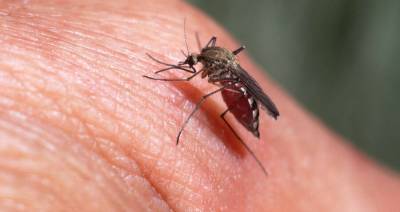 Как защититься от комаров и чем лечить укусы. Советы врача