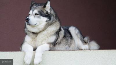 Ученые выяснили, что первые ездовые собаки появились в Сибири