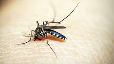 Энтомолог оценил активность комаров этим летом