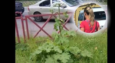 "Борщевик укусил за ногу": ядовитое растение нашли в центре Ярославля