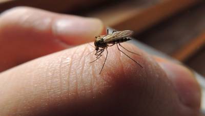 Ученые развеяли миф о передачи коронавируса через комаров