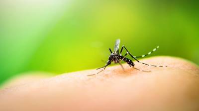 Итальянские ученые отвергли способ передачи COVID-19 через комаров