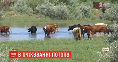 В Одесскую область надвигается большая вода: как местные жители готовятся к наводнению