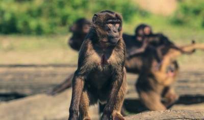 В Таиланде тысячи голодных обезьян захватили город и подрались с людьми