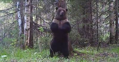 Медведь задрал геолога на Колыме