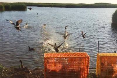 В Веселовском районе в природу выпустили 400 особей утки-кряквы