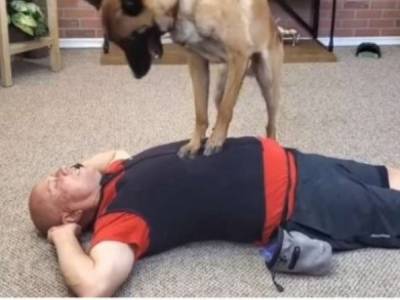 Собака спасала человека: сделала непрямой массаж сердца как заправский медик