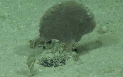 Описаны новые виды глубоководных ксенофиофор