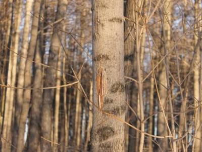 Башкирия потратит почти 6 млрд рублей на защиту леса