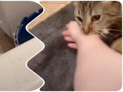 Кошка спасала хозяйку из ванной: думала, что женщина тонет