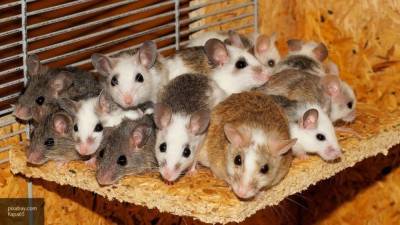 Ученые заявили о риске сокращения жизни мышей из-за спаривания