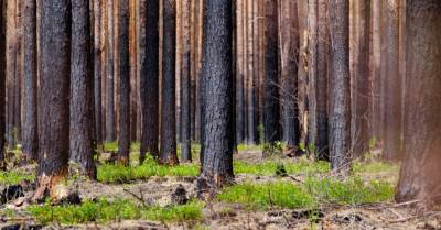 Вчера в Саулкрастском крае горел лес площадью 1500 кв. м