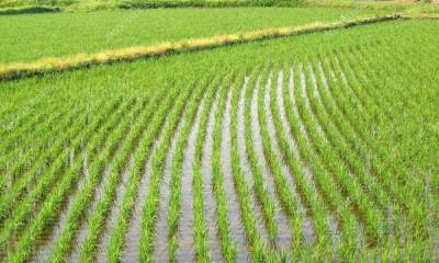 Фермеры Украины отказываются от выращивания риса