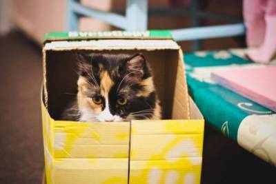 Ученые пояснили любовь котов к обычным картонным коробкам