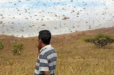 Стаи саранчи поедают посевы в Южной Америке (видео)
