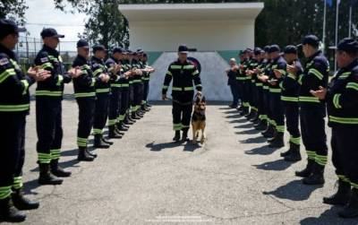 Грузинских собак-спасателей проводили на пенсию - фото хвостатых героев