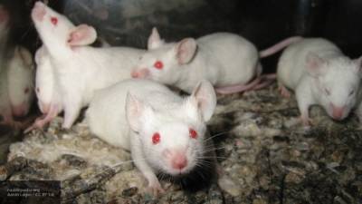 Ученые нашли связь между спариванием и длительностью жизни у мышей