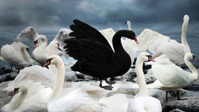 Под Астраханью из соленого озера спасли 10 лебедей