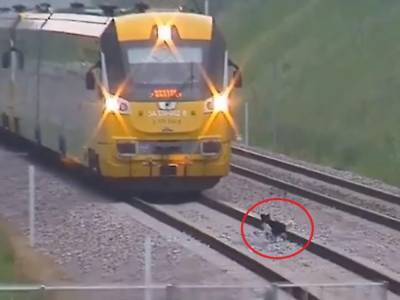Упрямый пёс тормозил движение поезда