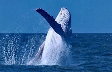 У берегов Австралии заметили легендарного белого кита