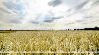 Погода на предстоящей неделе будет способствовать наливу колоса зерновых культур - Белгидромет