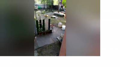 Жители Сестрорецка заметили во дворе двух лисиц