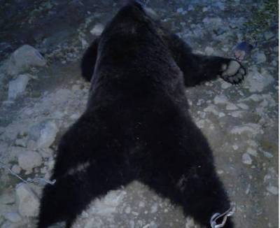 «Разрушали жилые и производственные строения»: Жесткий отстрел медведей на севере Бурятии назвали законным