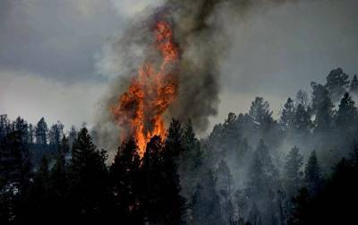 Пожар площадью 1500 квадратных метров: в Саулкрастском крае горит лес