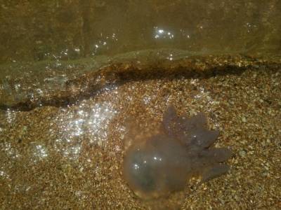 Побережье Азовского моря заполонили медузы-гиганты