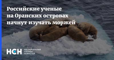 Российские ученые на Оранских островах начнут изучать моржей