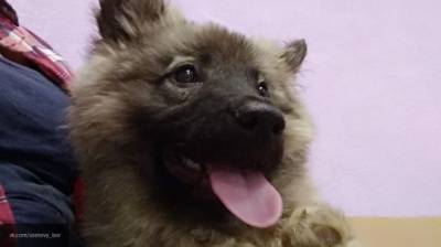 Полицейский спас щенка от растерзания стаей бродячих собак в Приморье