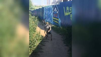 В Петербурге заметили потерявшуюся козу