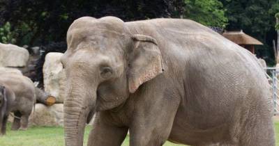 В американском зоопарке умерла Шанти — самая изученная слониха в мире