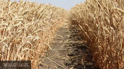 Поджегший пшеничное поле под Краснодаром трактор попал на видео