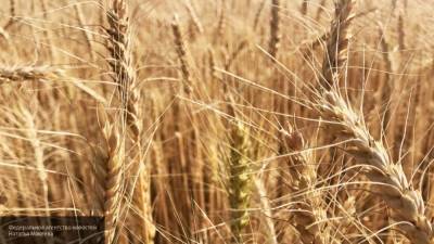 Пожар охватил пшеничное поле под Краснодаром из-за возгорания трактора