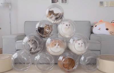 Коты устроили «капсульный отель» в бутылях (ВИДЕО)