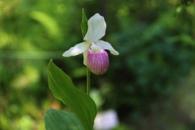 В Тайном саду Твери зацвела королевская орхидея