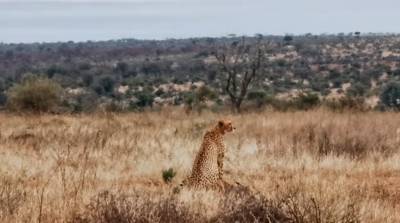 Кабаны нагло отобрали добычу гепарда и попали на видео