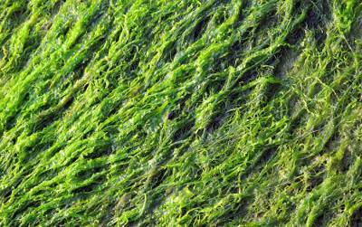 Балтийское море заполнили водоросли: их уже видно на фотографиях со спутника