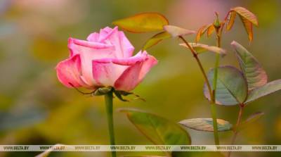 Ботанический сад приглашает полюбоваться цветущими розами и принять участие в интерактивной прогулке