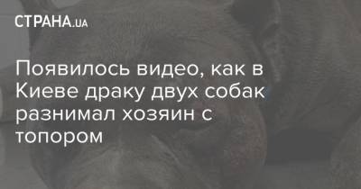 Появилось видео, как в Киеве драку двух собак разнимал хозяин с топором