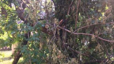 В Невском районе так и не убрали упавшее во время сильного ветра дерево