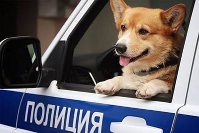 Единственный в России полицейский корги вышел на пенсию