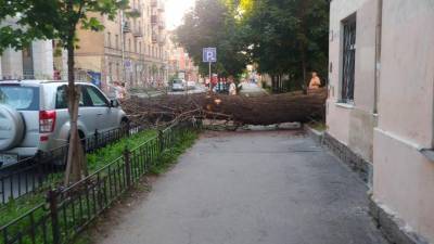 Фото: на Социалистической улице рухнуло дерево