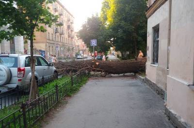 В центре Петербурга на автомобиль рухнул огромный тополь