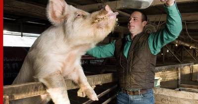 В Приморском крае распространилась африканская чума свиней - profile.ru - Приморье край