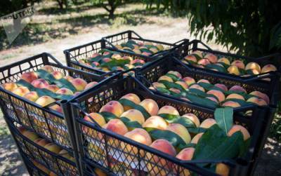 Сбор урожая персиков в Кахети входит в активную фазу